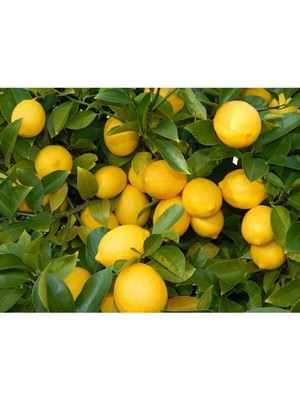 Vionna Nura Botanik Yediveren Limon Fidanı, Saksı Yetiştiriciliğine Uygun, 80-100 Cm, Aşılı