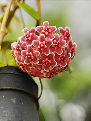 Vionna Nura Botanik Pembe Mum Çiçeği Hoya, 1 Adet Saksılı, 10-20CM, Iç Mekan Salon Bitkisi