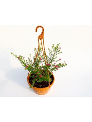 Vionna Gardenbox Cennet Çiçeği Askılı Saksıda, Çiçekli Bodur Bitki, Hediyelik