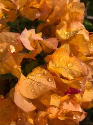 Vionna Serada Decor & Plant Sarı Begonvil Çiçeği, 30-40 cm Saksılı, Bougainvillea