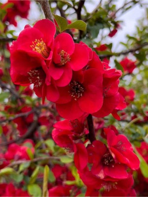 Vionna Gardenbox Kırmızı Bahar Dalı, 40-60 Cm, 1 Adet Saksılı Çiçekli Dış Mekan Bitkisi, Chaenomeles Japonica