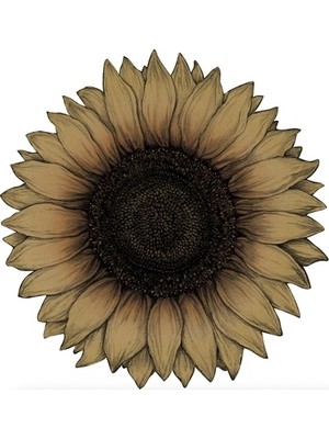 Hester & Cook Kalıp Kesim Vintage Sunflower Kağıt Amerikan Servis 12LI Paket