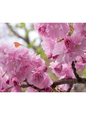 3 Yaş Sakura Süs Kirazı, 120-150 cm
