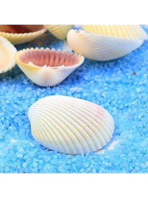 Deniz Kabuğu 250 G Paket, Hobi, Akvaryum ve Dekorasyon, Beyaz