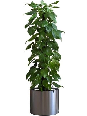 Safestore Saksı Çiçek Duvar Çıkartması, Iç/dış Mekan Kullanımı, Siyah Renk, 90 cm x 30 C