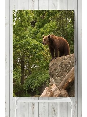 (PSTER2694) Ayı Hayvan Posteri 2 60X90 cm