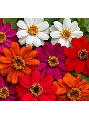 Şanal Zinnia Çiçeği Tohumu (Mini Çiçekli, Kirli Hanım) Karışık Renkli - 5 Tohum