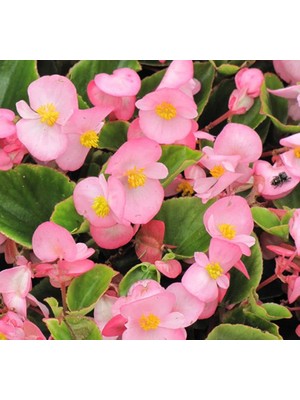 Şanal Begonya Tohumu (Şeker - Yeşil Yaprak) Pembe Renkli - 40 Tohum
