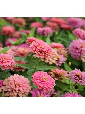 Şanal Somon Renkli Iri Çiçekli Zinnia Tohumu - 5 Tohum