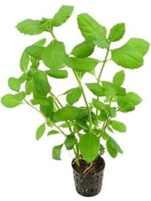 Şanal Canlı Bitki Hygrophila Difformis, 4-6 Kök Olarak