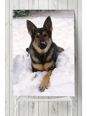 aklow akyoleticaret PSTER5865 Kurt Köpeği Hayvan Posteri 50X70 cm