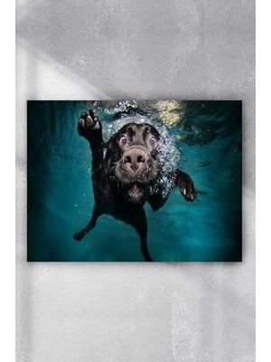 aklow akyoleticaret Yüzen Köpek Eğlenceli Mizahi Poster PSTER9686 (60X90 Cm)