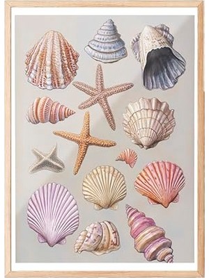 aklow akyoleticaret Zestia Ahşap Çerçeveli Tablo; Deniz Kabukları, Pembe Arka Planlı, Koleksiyon Çizimi 1 Poster No: 107442 30 x 40