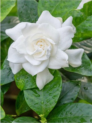 Şanal Avantajlı Videolu Yoğun Kokulu 1 Adet Masa Çiçeği Gardenya Fidanı 30-45CM (Gardeia Flower)