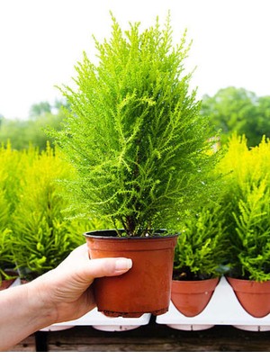 Şanal Nura Botanik Limon Servi, 1 Adet Saksılı, 30-50 Cm, Dış Mekan Bitkisi, Yeşil