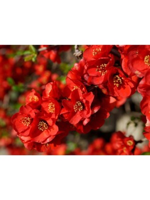 Şanal Videolu Kırmızı Bahar Dalı Çiçeği Fidanı 40-60 cm Saksılı Çiçekli Bodur Bitkiler Red Spring Branch