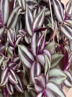Şanal Çok Avantajlı Tradescantia Zebrina Telgraf Çiçeği Askılı Saksıda 20-40CM