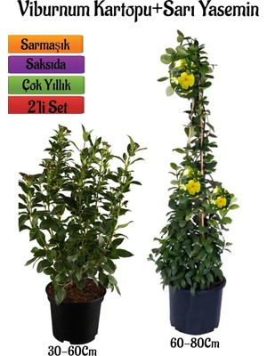 Şanal Viburnum Kartopu Çiçeği Fidanı +Sarı Yasemin Çiçeği Fidanı 2'li Bahçe Seti, BTS0001NA2023