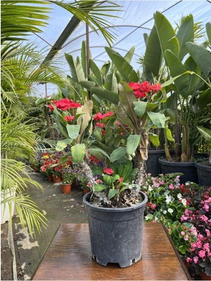 Şanal Nura Botanik Dikenler Tacı (Euphorbia), 25-40 Cm, Saksılı Kaktüs, Kırmızı Çiçekli