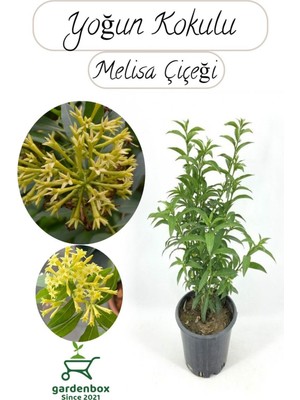 Şanal Melisa Parfüm Çiçeği 30-50CM 1 Adet (Cestrum Nocturnum)