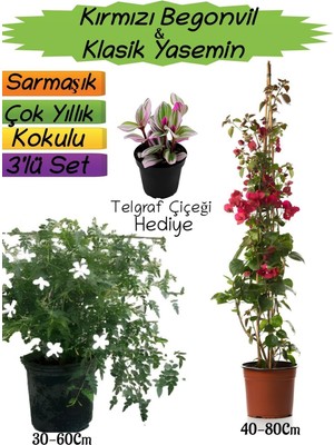 Şanal Gardenbox Kırmızı Begonvil, Kokulu Klasik Yasemin, Telgraf Çiçeği 3'lü Peyzaj Seti