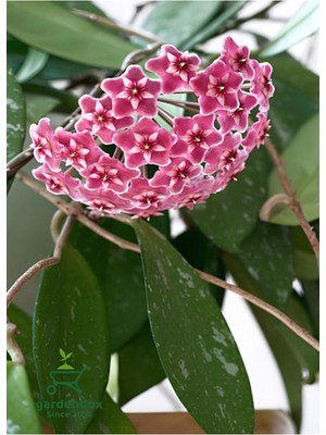 Şanal Koyu Pembe Hoya Carnosa Mum Çiçeği 30-50CM 1 Adet Sarmaşık Bitki
