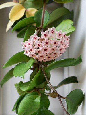 Şanal Videolu Pembe Mum Çiçeği Fidanı 1 Adet 30-60 cm Saksılı/tüplü Dış Mekan Bitkisi (Hoya)