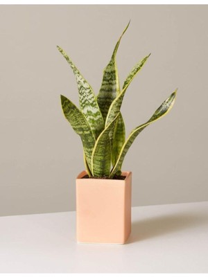 Şanal Gardenbox Sansevieria Laurentii Superba Bodur Paşa Kılıcı, Kılıç Çiçeği, Iç Mekan Bitkisi