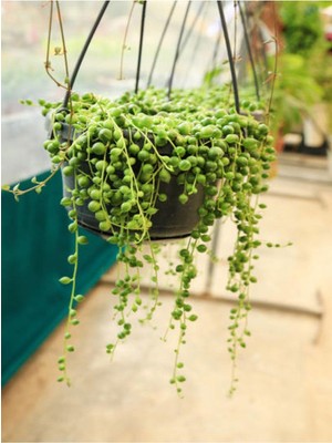 Şanal Videolu Tesbih Çiçeği Bezelye Kolyesi 1 Adet Saksılı 20-40 cm Iç Mekan Bitkisi (Senecio Rowleyanus)