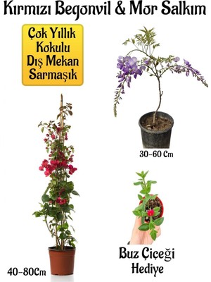 Şanal Gardenbox Kırmızı Begonvil Çiçeği, Mor Salkım Ağacı Fidanı, Buz Çiçeği Hediyeli Bahçe Peyzaj Seti, Çok Renkli