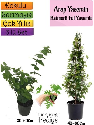 Şanal Gardenbox Kokulu Arap Yasemini, Katmerli Ful Yasemin, Itır Çiçeği Hediyeli 3'lü Bahçe Seti