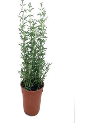Şanal Nura Botanik Biberiye Bitkisi Saksıda, 25-30 Cm, Ev Ofis Bahçe Bitkisi
