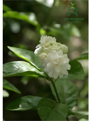 Şanal Mis Kokulu Katmerli Ful Yasemin Çiçeği 1 Adet Saksılı 40-60CM (Jasminum Sambac)