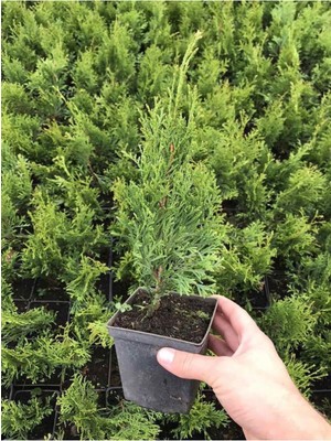 Şanal Leylandi Çam Fidanı 10-25CM 30 Adet Tüplü Bahçe Bitkisi (Cupressus Leylandii)
