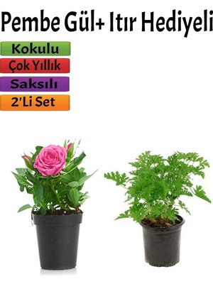 Şanal Bahçe Seti Pembe Gül+ Itır Çiçeği Hediyeli (10-25 Cm) Saksılı Dış Mekan Bitkileri, BTSNU2102202410
