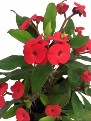 Şanal Videolu Kırmızı Dikenler Tacı Kaktüs 1 Adet Saksılı 20-40 cm Iç Mekan Hediyelik Bitki(Euphorbia)