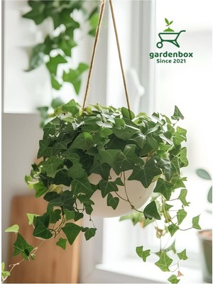Şanal Yeşil Hedera Helix Sarmaşığı Makrome Saksıda 1 Adet Saksılı 30-40CM