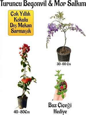 Şanal Gardenbox Turuncu Begonvil Çiçeği, Mor Salkım Ağacı Fidanı, Buz Çiçeği Hediyeli Bahçe Peyzaj Seti
