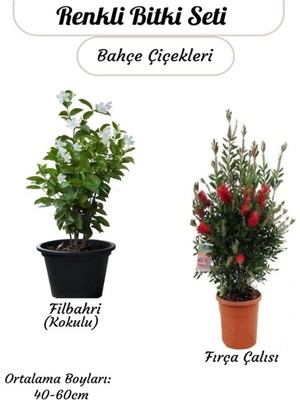 Şanal Kokulu Filbahri Sarmaşığı+ Fıça Çalısı Bahçe Bitkisi Saksılı