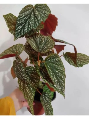 Şanal Videolu Çiçekli Çilli Begonya 1 Adet Saksılı 20-30CM Iç Mekan Ev Salon Bitkisi(Begonia Corallina)