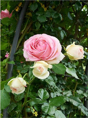 Şanal Videolu Açık Pembe Isparta Gülü 3 Adet Saksılı/tüplü 40-60CM Bahçe Bitkisi (Isparta Rose)