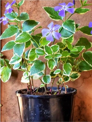 Şanal Gardenbox Alacalı Yapraklı Mor Renk Cezayir Menekşesi, 1 Adet Saksılı Bahçe Çiçeği