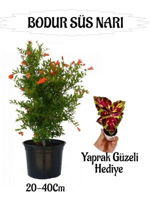 Şanal Bodur Süs Narı Fidanı 1 Adet Saksılı/tüplü+ Sihirbaz Yaprak Güzeli Hediyeli Bahçe Peyzaj Seti
