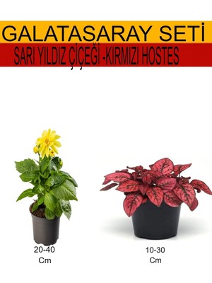 Şanal Gardenbox 2'li Takım Seti Sarı Dahliya + Kırmızı Hostes Iç/dış Mekan Bitkileri
