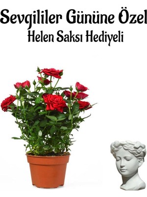 Şanal Kadınlar Gününe Özel Kırmızı Renk Bodur Gül Fidanı Helen Saksı Hediyeli, BTS001NA0333
