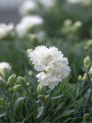 Şanal Gardenbox Beyaz Karanfil, 40-60 Cm, 1 Adet Saksılı Çiçekli Bodur Bitki, Dianthus Caryophyllus
