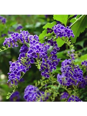 Şanal Nura Botanik Duranta Erecta Ağaç Menekşesi Fidanı, 80-120 Cm, Saksılı, Mor