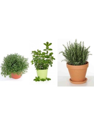 Şanal Gardenbox Saksılı Kekik Nane Biberiye Üçlü Set, 10-20 cm