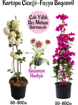 Şanal Kartopu Çiçeği 1 Adet +Fuşya Begonvil 1 Adet+ Pembe Gazanya Hediyeli Saksılı Bahçe Seti, BTSNA01KAR17