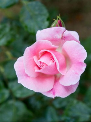 Şanal Videolu Canlı Yediveren Pembe Bodur Gül Fidanı 1 Adet Saksılı 30-60 cm Bahçe Bitkisi (Pink Rose)
